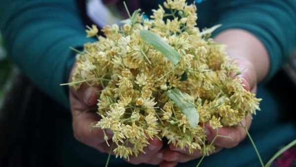 Ihlamur Neye İyi Gelir? Ihlamur Nasıl Tüketilmeli?